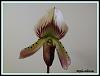 Paph.callosum-paph-callosum-jpg