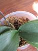 Should I remove the flower spike on my phal?-orchids-004-jpg