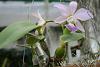 Cattleya Walkeriana Coerulea &quot;cho jo&quot;-img_1774-jpg