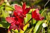 My blooming orchids~-neo_img_dsc04617-jpg