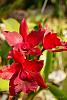 My blooming orchids~-neo_img_dsc04620-jpg