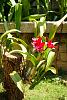 My blooming orchids~-neo_img_neo_img_dsc04608-jpg