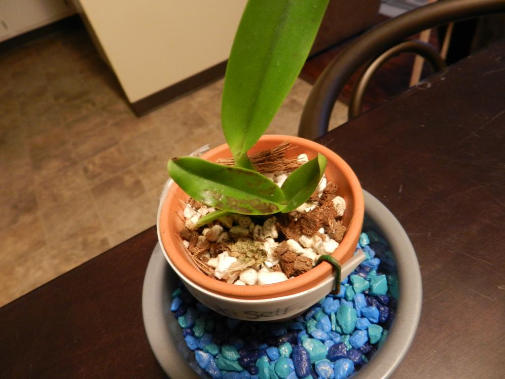 Sunburn on catt seedling?-orchids-001-jpg