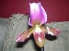 Help what type of Paph-100_2172-jpg