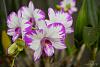 Dendrobium of my garden from Taiwan-neo_img_dsc04635-jpg