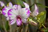 Dendrobium of my garden from Taiwan-neo_img_dsc04644-jpg