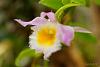 Dendrobium of my garden from Taiwan-neo_img_dsc04642-jpg