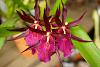 My blooming orchids~-neo_img_dsc04632-jpg