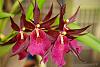 My blooming orchids~-neo_img_dsc04633-jpg