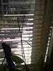 Coryanthes macrantha and Oncidium Sherry Baby in spike-random-008-jpg