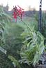 Is it a spike? Is it?!?!-epidendrum-1-jpg