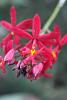 Is it a spike? Is it?!?!-epidendrum-jpg