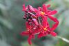 Is it a spike? Is it?!?!-epidendrum-3-jpg