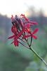 Is it a spike? Is it?!?!-epidendrum-2-jpg