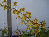 Oncidium - dancing lady?-dsc04237-jpg