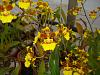 Oncidium - dancing lady?-dsc04239-jpg