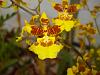 Oncidium - dancing lady?-dsc04240-jpg