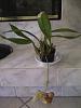 Coryanthes macrantha-optional-660-jpg