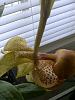 Coryanthes macrantha-optional-662-jpg