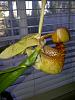 Coryanthes macrantha-optional-664-jpg