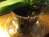 First Orchids, Newbie Questions.-photo-1-4-jpg