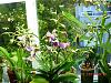 Blooming Orchids-dscn3712-jpg