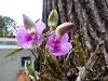 Dendrobium of my garden from Taiwan-neo_img_dsc08157-jpg