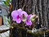 Dendrobium of my garden from Taiwan-neo_img_dsc08153-jpg