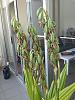 Repoting a Swamp Orchid-20131112_144615-jpg