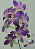 NOID purple Dendro from Wegmans-purpledenflowers-jpg