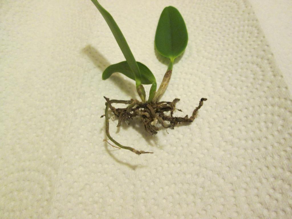 Catt seedling rootrot-orchids-008-jpg