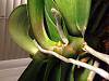 Orchid spike or keiki?-image-jpg