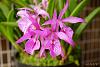 My blooming orchids~-neo_img_dsc04672-jpg