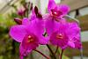 My blooming orchids~-neo_img_dsc04694-jpg