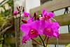 My blooming orchids~-neo_img_dsc04695-jpg