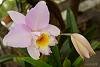 My blooming orchids~-neo_img_dsc04682-jpg