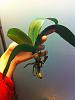 can this phal survive or is it the start of the end?-roots-3-jpg