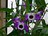 Nobile Dendrobiums-dscn3212-jpg
