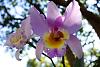 My blooming orchids~-neo_img_dsc04698-jpg