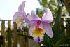 My blooming orchids~-neo_img_dsc04700-jpg