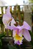 My blooming orchids~-neo_img_dsc04705-jpg