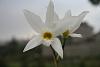 Mexican laelia Anceps alba form in bloom.-img_1859-jpg