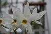 Mexican laelia Anceps alba form in bloom.-img_1863-jpg