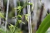 angraecum calceolus first bloom-img_1848-jpg