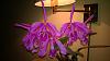 Cattleya maxima (almost solid lip)-maxima-jpg