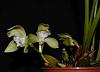 Ida/Lycaste linguella- stem with 2 flowers-ida-linguella-1-jpg