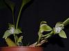 Ida/Lycaste linguella- stem with 2 flowers-ida-linguella-2-jpg