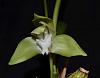 Ida/Lycaste linguella- stem with 2 flowers-ida-linguella-3-jpg
