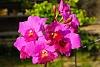 My blooming orchids~-neo_img_dsc04714-jpg