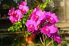 My blooming orchids~-neo_img_dsc04711-jpg